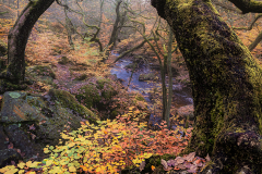 Clifford-Thomas-Padleys-Arch-10