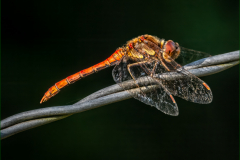 David-Pritchard-Male-Darter-9.5