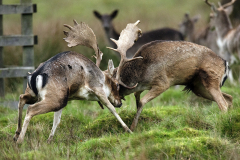 FALLOW DEER - Menil  Stags - Petworth -004