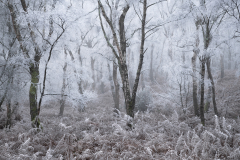 Richard-Paterson-Narnia-10