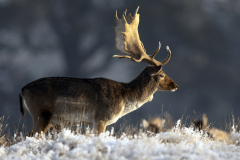 WILDLIFE - Deer - Petworth -001