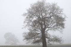 Jonathan-Fiske-In-the-Mist-10