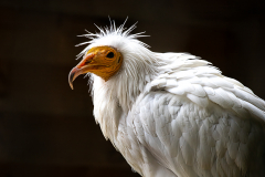 Clare-Gordon-Pullar-Coiffured-Barnet-9.5