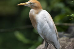 Clive-Blott-Cattle-Egret-9.0