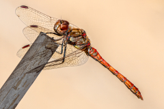 David-Pritchard-Dragonfly-on-a-Stick-9.0