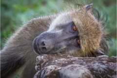 Mike-Taylor-Resting-Place-9.0