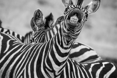 Mike-Taylor-Zebra-Smile-9.5