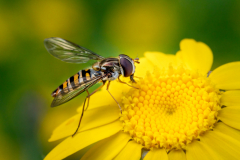 Jeff-Owen-Hover-Fly-9.5