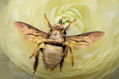 Rob-Kuhner-Bronze-Carpenter-Bee-9.5