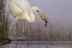 Great Egret with fish