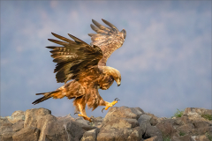 Ian-Roberts-Golden-Eagle-Landing-10