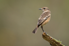 Jim-Munday-Female-Stonechat-9