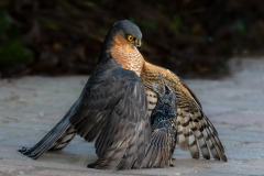 Jim-Munday-Starling-Fights-Back-10