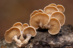 Family of Fungi Showing Gills
