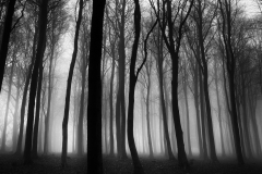 Brian-Muir-Winter-Woods-9.0