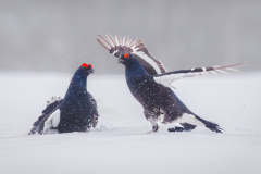 Black Grouse Males Fighting in Snow