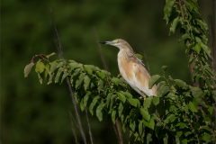 Ian-Roberts-Squacco-Heron-at-Dusk-9