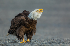 Julia-Wainwright-Call-of-the-Wild-Bald-Eagle-9.5