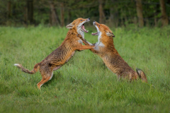 Julia-Wainwright-Wet-Foxes-Fighting-9