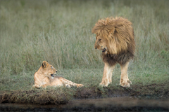 Ian-Roberts-Lion-and-Cub-Bond-9