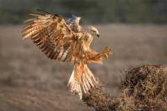 Ian-Roberts-Red-Kite-Landing-9.5