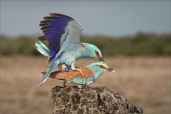Ian-Roberts-Roller-Birds-Mating-9
