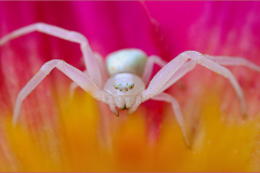 Vincent-Lavender-White-Hunter-9