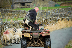 John-Strickland-Any-More-Sheep-9.5