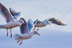 Vincent-Lavender-On-the-Lookout-10