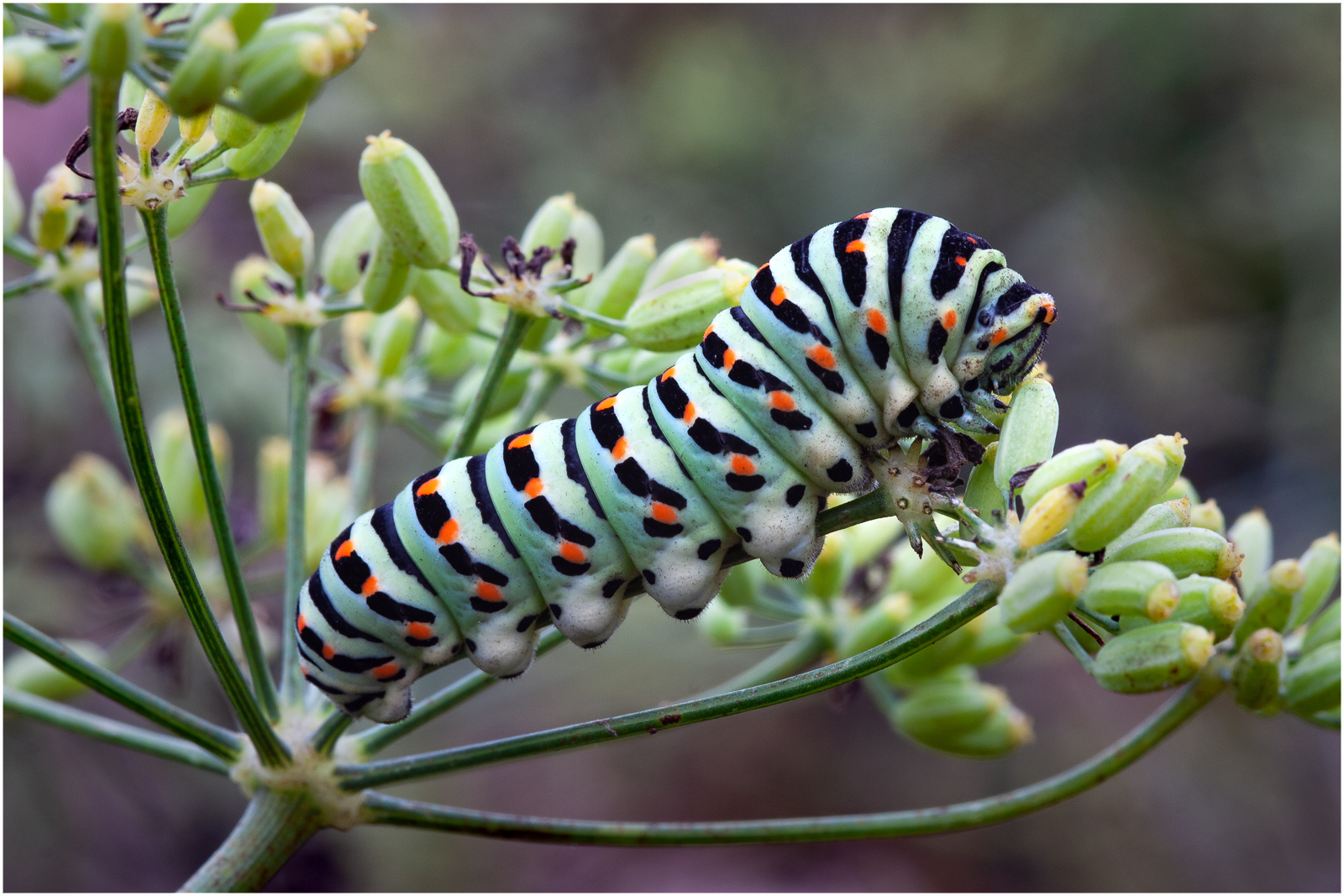 Ray-Thurgood-Swallowtail-Butterfly-Caterpillar-9