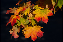 Ray-Thurgood-Autumn-Leaves-9