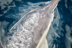 Angela-Wright-Dolphins-Breath-9