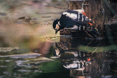 Clifford-Thomas-Time-for-a-Drink-10