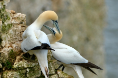 Guy-Turner-Grooming-Gannets-9.5