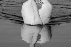Nick-Jenner-Swan-Lake-9