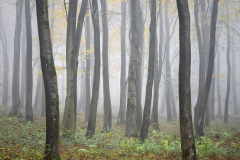 Richard-Paterson-Autumn-Glow-10