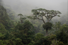 Amanda-Patton-Cloud-Forest-10