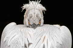 Chris-Worsley-Watching-10