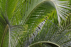 Louise-Le-Good-Ferntastic-Patterns-9